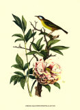 Buy Bird in Nature III at AllPosters.com