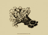 Buy Coral on Khaki II at AllPosters.com