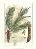 Antique Weymouth Pine Tree