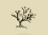 Buy Coral on Khaki IV at AllPosters.com
