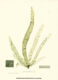 Buy Seaweed II at AllPosters.com