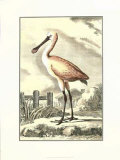 Antique Spoonbill