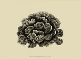 Buy Coral on Khaki I at AllPosters.com