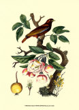 Buy Bird in Nature IV at AllPosters.com