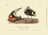 Hudsonian Godwit