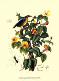 Buy Bird in Nature II at AllPosters.com