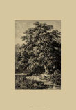 Buy Oak Tree at AllPosters.com