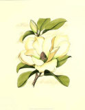 Magnolia Blossom