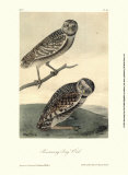 Burrowing Day Owl