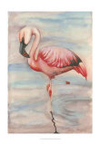 Pink Flamingo II