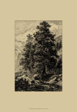 Buy Arolla Pine at AllPosters.com