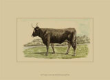 Buy Antique Cow III at AllPosters.com