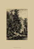 Noble Fir