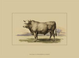 Buy Antique Cow I at AllPosters.com