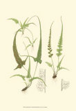 Buy Spring Ferns II at AllPosters.com