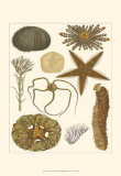 Buy Underwater Oddities I at AllPosters.com