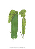 Buy Woodland Ferns VIII at AllPosters.com