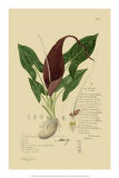 Aroid Plant IV