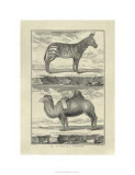 Zebra and Camel