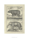 Elephant and Rhino