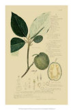 Tropical Fruits II