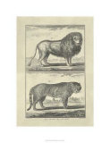 Lion and Tiger