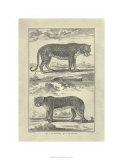 Panther and Leopard