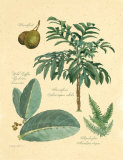 Buy Rainforest Collection II at AllPosters.com