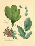 Buy Rainforest Collection III at AllPosters.com
