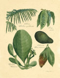 Buy Rainforest Collection I at AllPosters.com