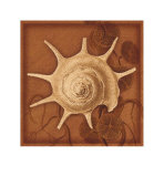 Buy Shell at AllPosters.com