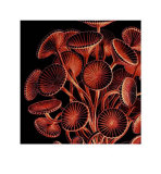 Buy Speichen at AllPosters.com