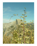 Buy Halfdoom Plant II - Yosemite at AllPosters.com