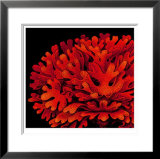 Buy Blatkoralle at AllPosters.com