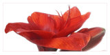 Amaryllis