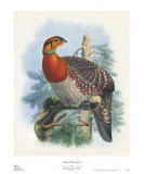 Buy Native Pheasant II at AllPosters.com