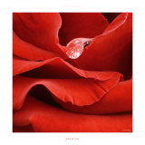 Perle de Rose