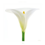 Buy Arum at AllPosters.com