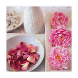 Buy Salmon Rose II at AllPosters.com
