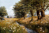Summer Brook