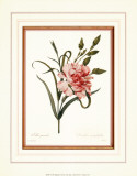 Buy Dianthus at AllPosters.com