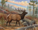 Elk