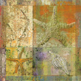 Buy Starfish Collage at AllPosters.com