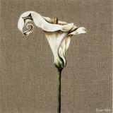 Buy Arum at AllPosters.com