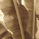 Banana Leaves I
