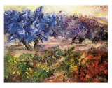 Buy Olivares y Vinedos at AllPosters.com