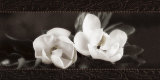 Buy Soft Magnolias I at AllPosters.com