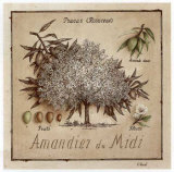 Buy Amandier du Midi at AllPosters.com