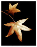 Buy Double Maple Leaf at AllPosters.com