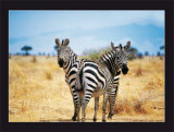 Buy Le Zebre A Deux Tetes at AllPosters.com
